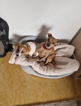 Junger Hund - Worms