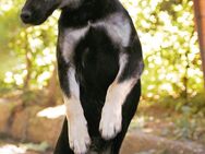 Sozialer KOVU = Hund mit Charme ♥️ - München