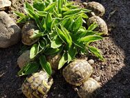 Griechische Landschildkröten - Schwarza