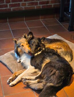 Wurfankündigung - Schottische Collies - Wustermark