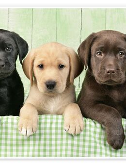 Labradorwelpe gesucht - Bremervörde