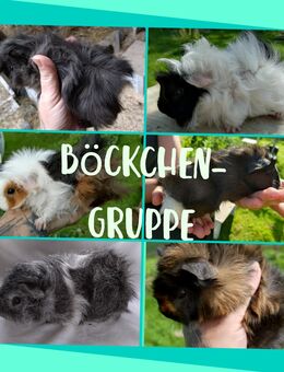 Meerschweinchen Böckchen Bock - Groß Pankow