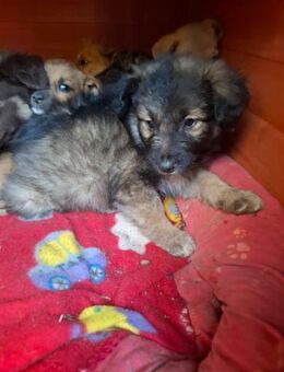 Rüdenwelpe Gizmo - Rambin