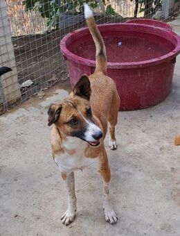 MOLLY wünscht sich ein Kuschelkörbchen - Sulzfeld (Baden-Württemberg)