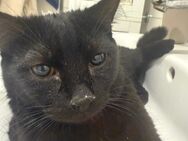 Kater nunni in liebevolle Hände abzugeben - Wiesbaden Kostheim