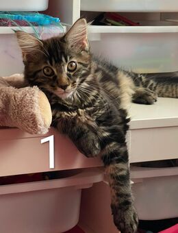 Reinrassige Maine Coon Kitten abzugeben - Ingolstadt