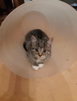 Katzen Mädchen Sucht Ein Zuhause - Bottrop