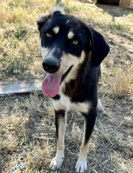 Ella wird Euch gefallen - Großefehn