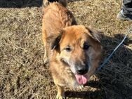 Notfall Benji - zurückgelassen! trauert - Alfdorf