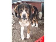 Stropp - dringend PS o. Zuhause gesucht - Oberwies