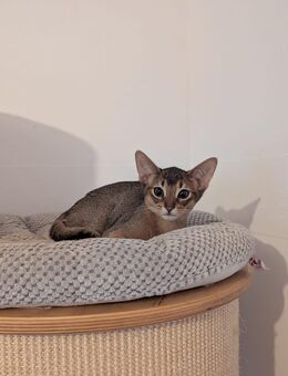Abessinierkitten - Petersberg (Sachsen-Anhalt)