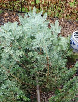Weihnachtsbäume Nordmann Tannen - Billerbeck