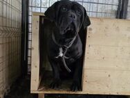 Barnabas - Cane Corso Mix im Kleinformat - München