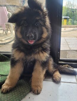 Deutsche Schäferhunde Welpen - Scheibenhardt