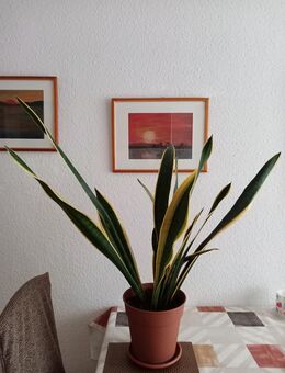 Zimmerpflanze Bogenhanf Höhe ca. 85 cm - Hamburg