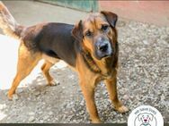 Buddy: Sucht ein Zuhause - Kirchzell