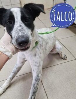 Falco ein Traumwesen - Mannheim