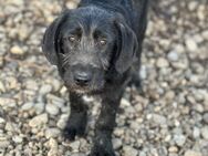 Nalani sucht einen sicheren Hafen - Celle