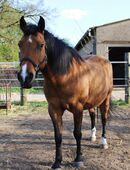 Charmanter Haudegen (Wallach) sucht Seelenpartner … in 17268