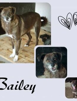 Bailey - Köln