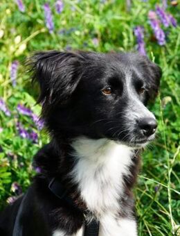 Milo - aktiver Jungspund sucht dich - Chemnitz