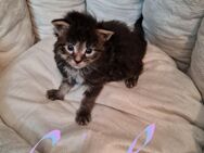 Maine Coon Kitten suchen - Lommatzsch