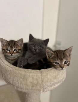 Süße Bkh Kitten - Dorsten