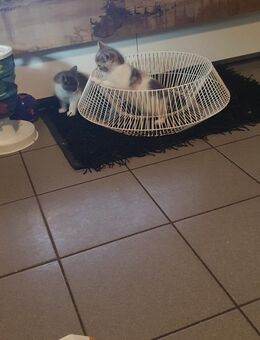 4 BKH Kitten sofort auszugsbereit - Marl (Nordrhein-Westfalen)