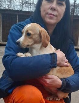 Lady hat grosse Angst - Berlin