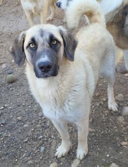 Sofia 💗 liebe und aktive HSH-Junghündin - Hamburg