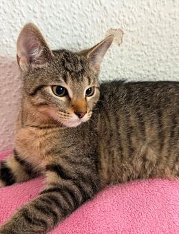3 Kater suchen ein neues Zuhause - Osnabrück
