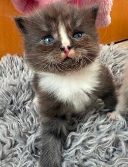 Maine coon - Persa mix kitten - Friesoythe