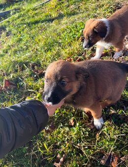 Aussie Welpe - Peiting