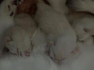 Wunderschönen Bkh Kitten - Kamp-Lintfort