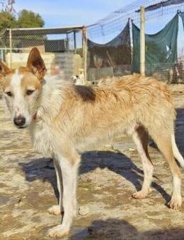 Charlie; sucht Podenco-Fans - Geilenkirchen