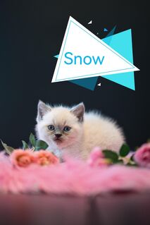BKH Kitten in Blue und Point Kater