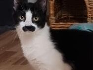 ❤️ Lenny Lieber Kater sucht sein Glück - Eislingen (Fils)