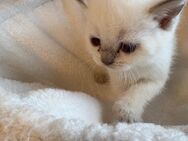 Britisch kurzhaar kitten mit Himmel blau Augen - Düsseldorf