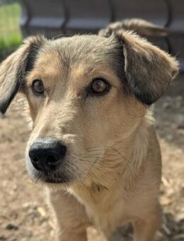 Zauberhafte, kleine Umi - Kallmünz