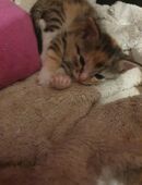 Katzen Mädchen sucht Zuhause in 46240