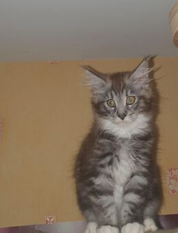 Maine coon baby xxl - Gerolstein