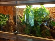 Terrarium - Bonn Duisdorf