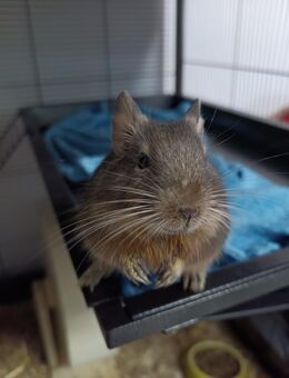 Süße Degu Dame - Frankfurt (Main)