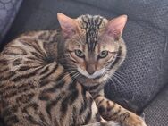 Bengal Mädchen sucht Familie mit Herz ❤️ - Rheine