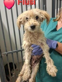 Flusi - sie ist sehr sanft - Höchst (Odenwald)