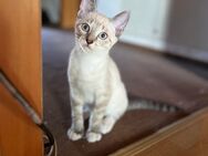 Babykatzen - Faulbach