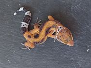 Leopardgecko weibchen Tangerine - Winterthur