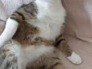 🐱Charmeur Baiatul sucht Zuhause🌿✨ - Eislingen (Fils)