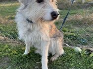 🐾❤️. FRITZCHEN, 40/45 cm - Eichendorf