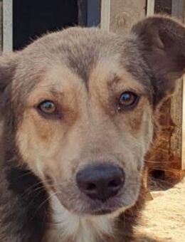 CODY-wunderschöner Rüde, 45 cm - Rösrath